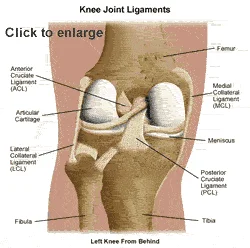 knee_ligaments1